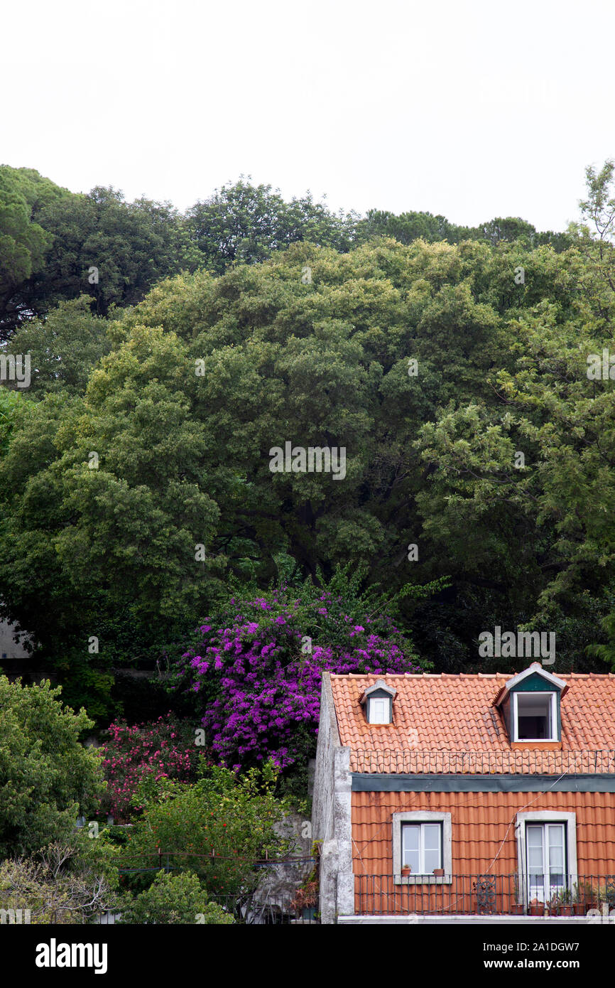 Sul tetto della casa e la facciata contro alberi a Lisbona, Portogallo Foto Stock