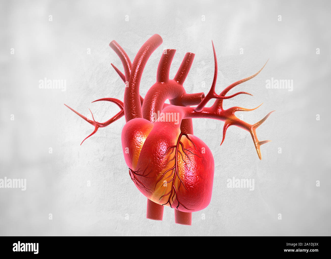 Cuore umano anatomia. 3D render Foto Stock