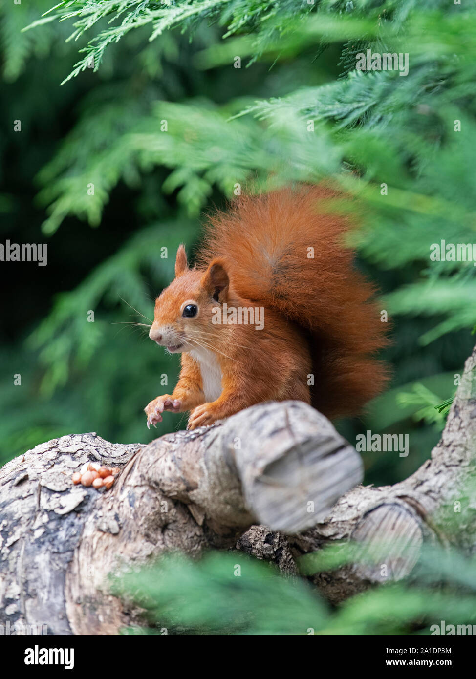 Scoiattolo rosso: Sciurus vulgaris. Captive. Foto Stock