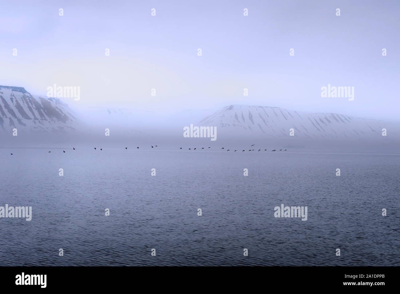 Gregge di Thick-fatturati Murres (Uria lomvia) o Brunnich's guillemots sovrastante Hinlopen Strait, isola Spitsbergen, arcipelago delle Svalbard, Norvegia Foto Stock