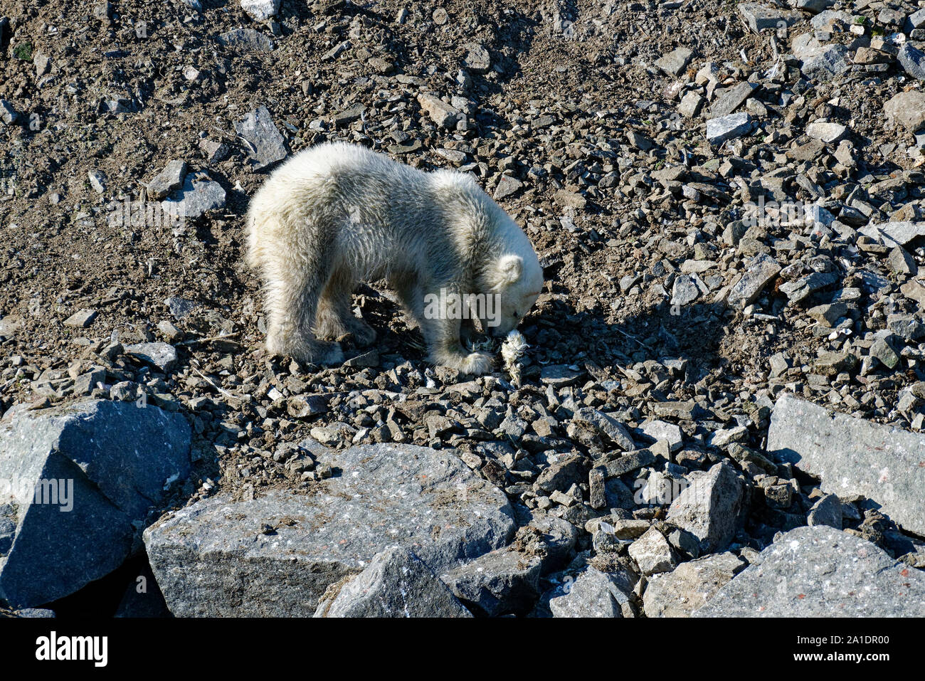 Polar Bear Cub (Ursus maritimus) mangiare uccello morto all'uccello cliff Alkefjellet, Hinlopen Strait, Svalbard, Norvegia Foto Stock
