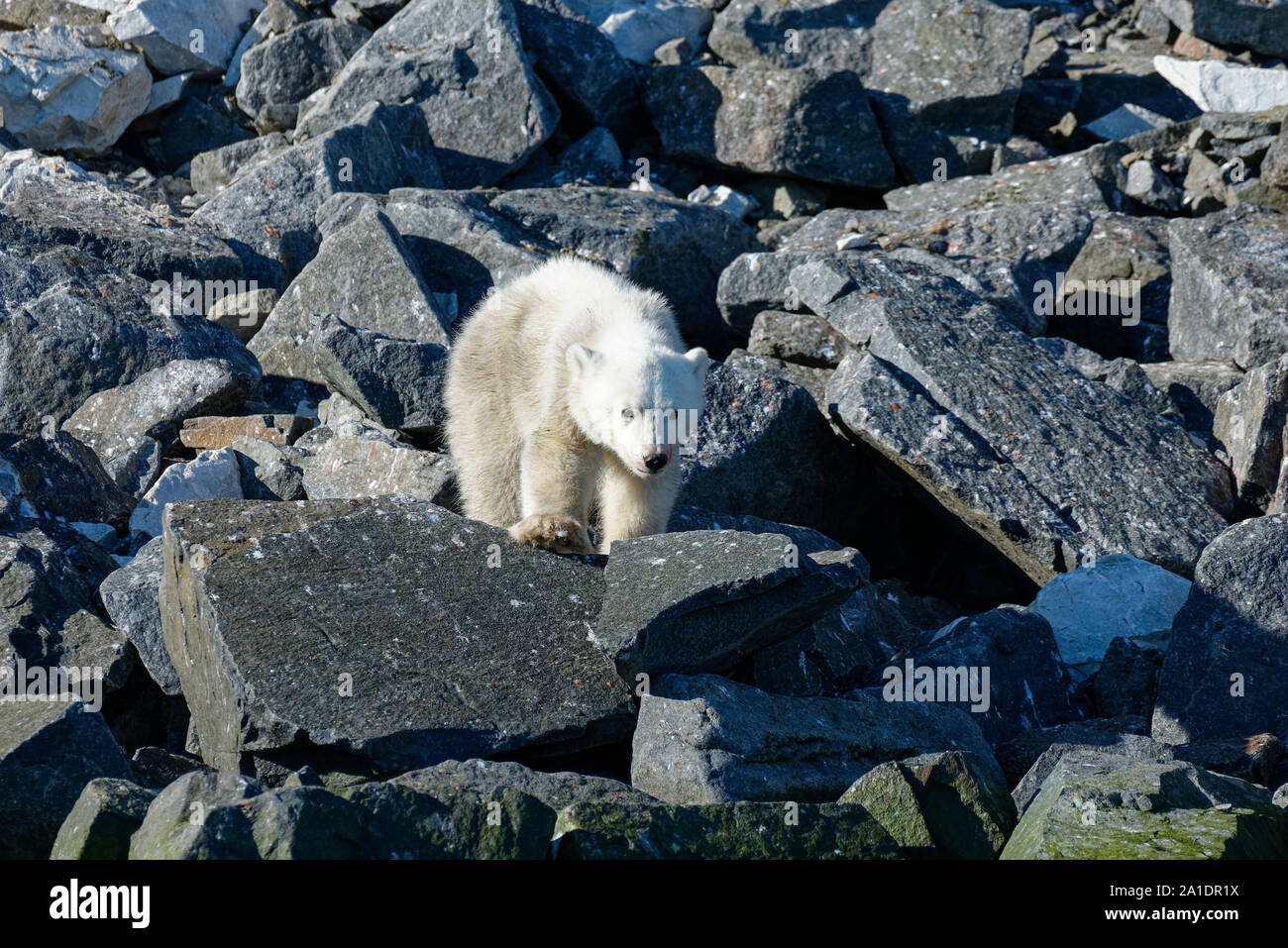 Polar Bear Cub (Ursus maritimus) con bocca sanguinosa la caccia degli uccelli all'uccello cliff Alkefjellet, Hinlopen Strait, Svalbard, Norvegia Foto Stock