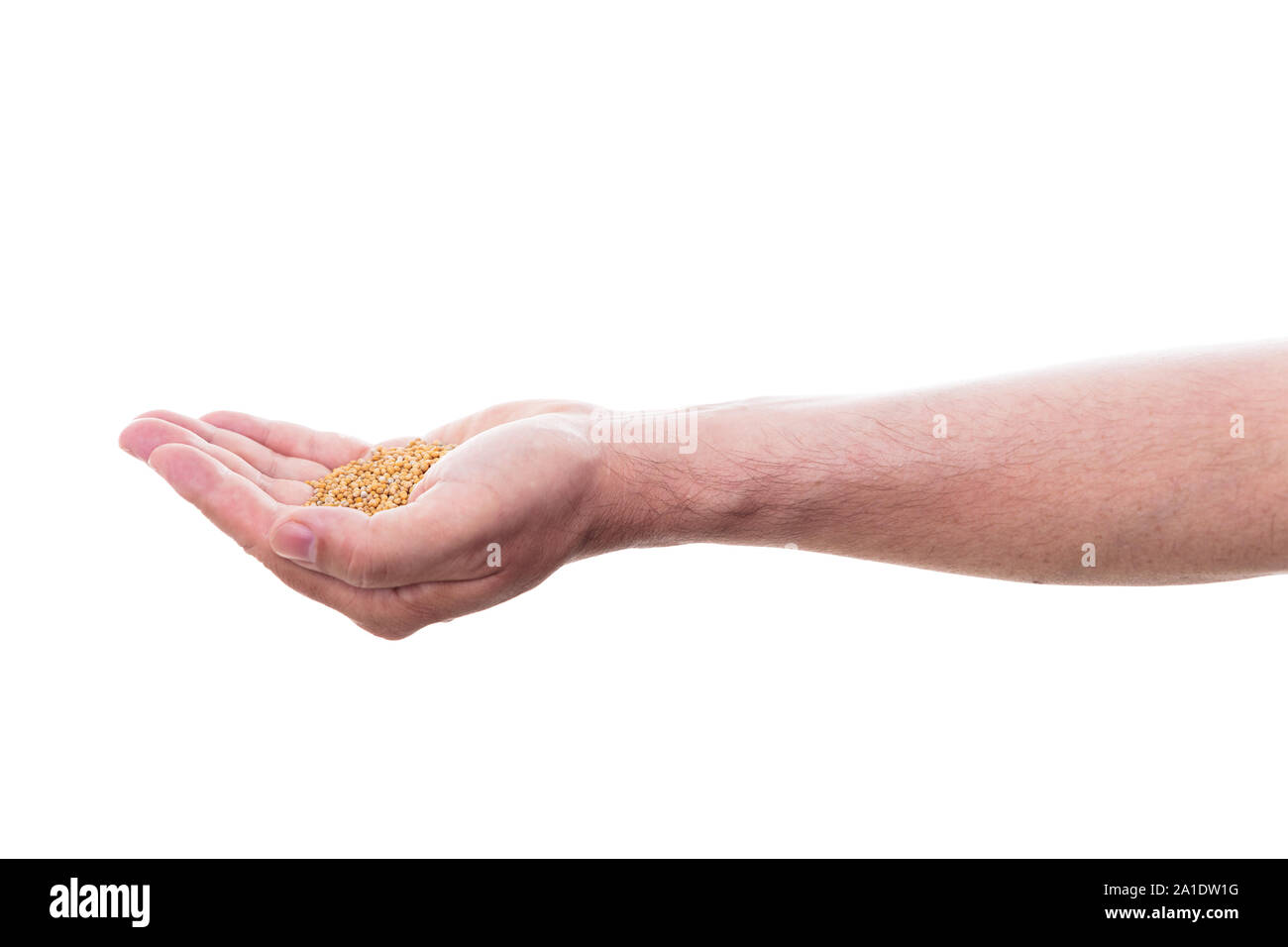 Mano maschio è in possesso di semi di senape, isolato di fronte a uno sfondo bianco Foto Stock