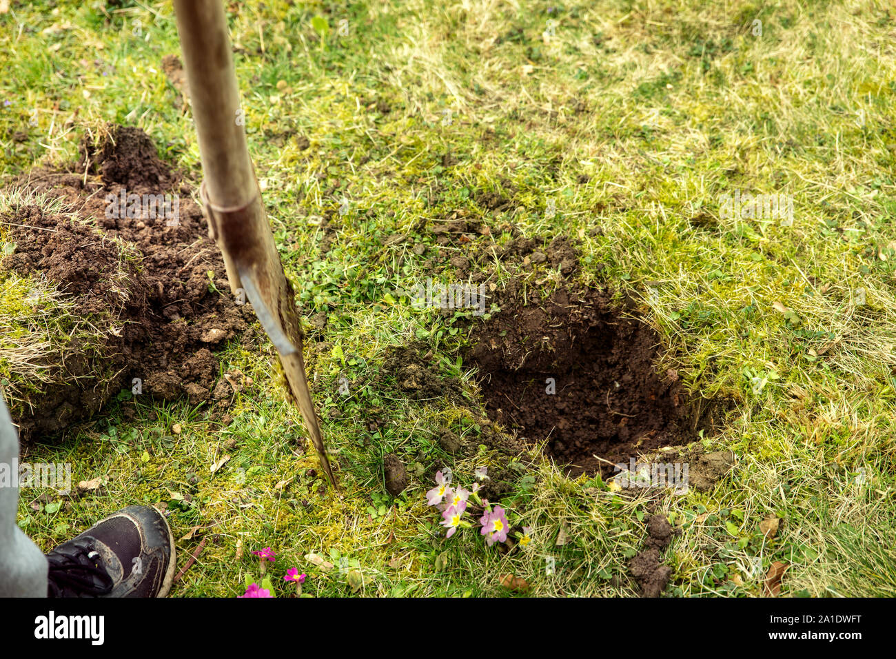 Garden opera con una vanga, scavare un buco nel prato per piantare un albero Foto Stock