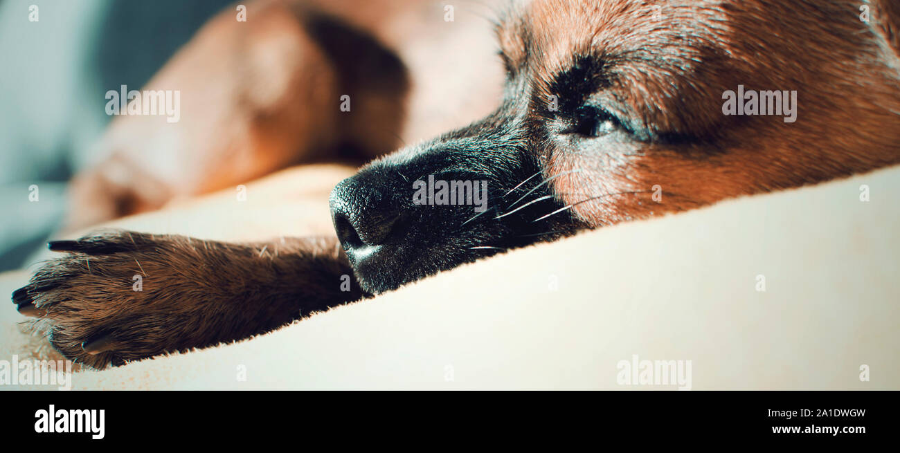 Brown chihuahua giacente su un divano e godersi il sole. Messa a fuoco selettiva. Foto Stock