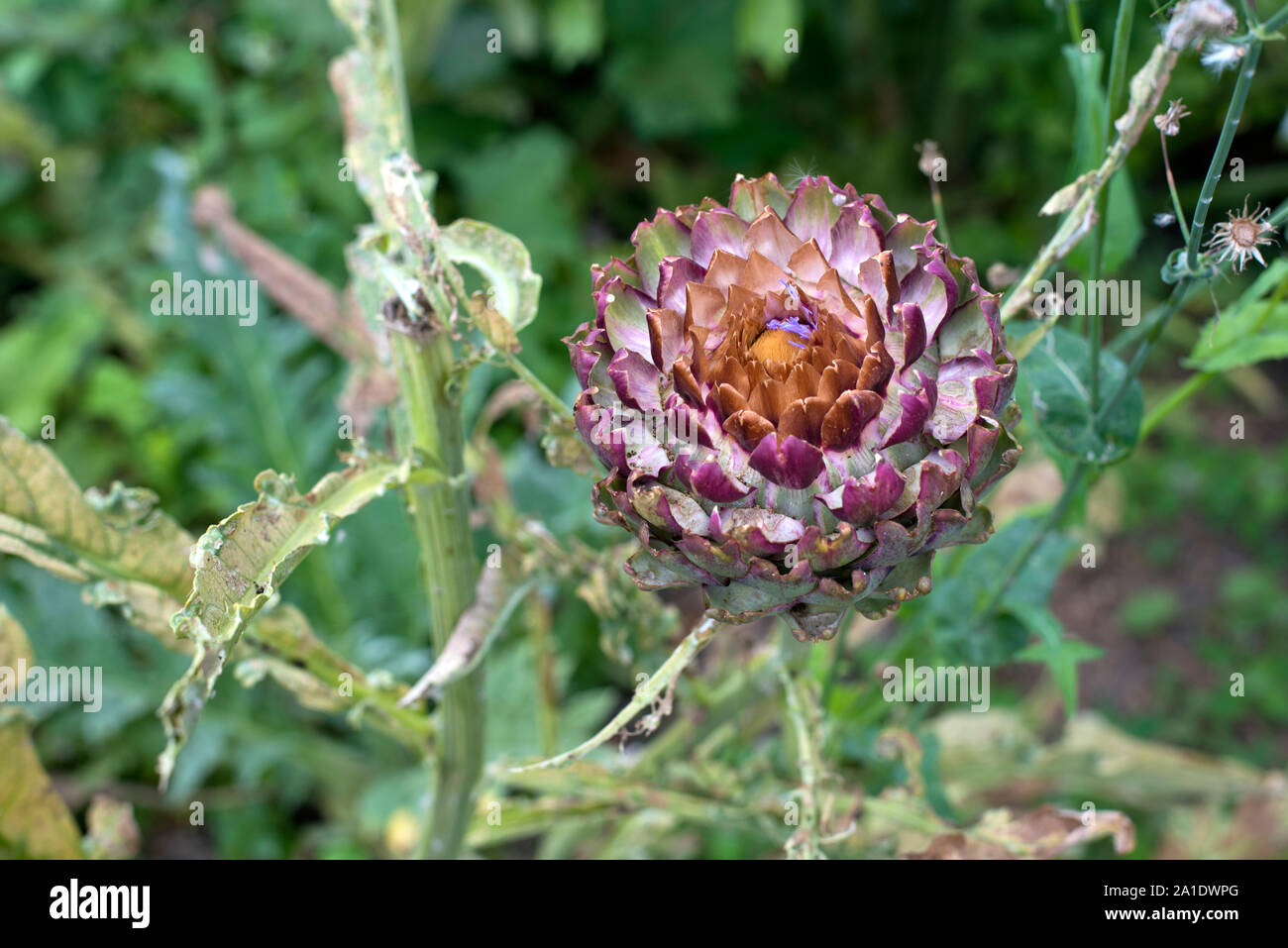 Un carciofo (Cynara scolymus) inizio a fiore alla fine dell'estate. Foto Stock