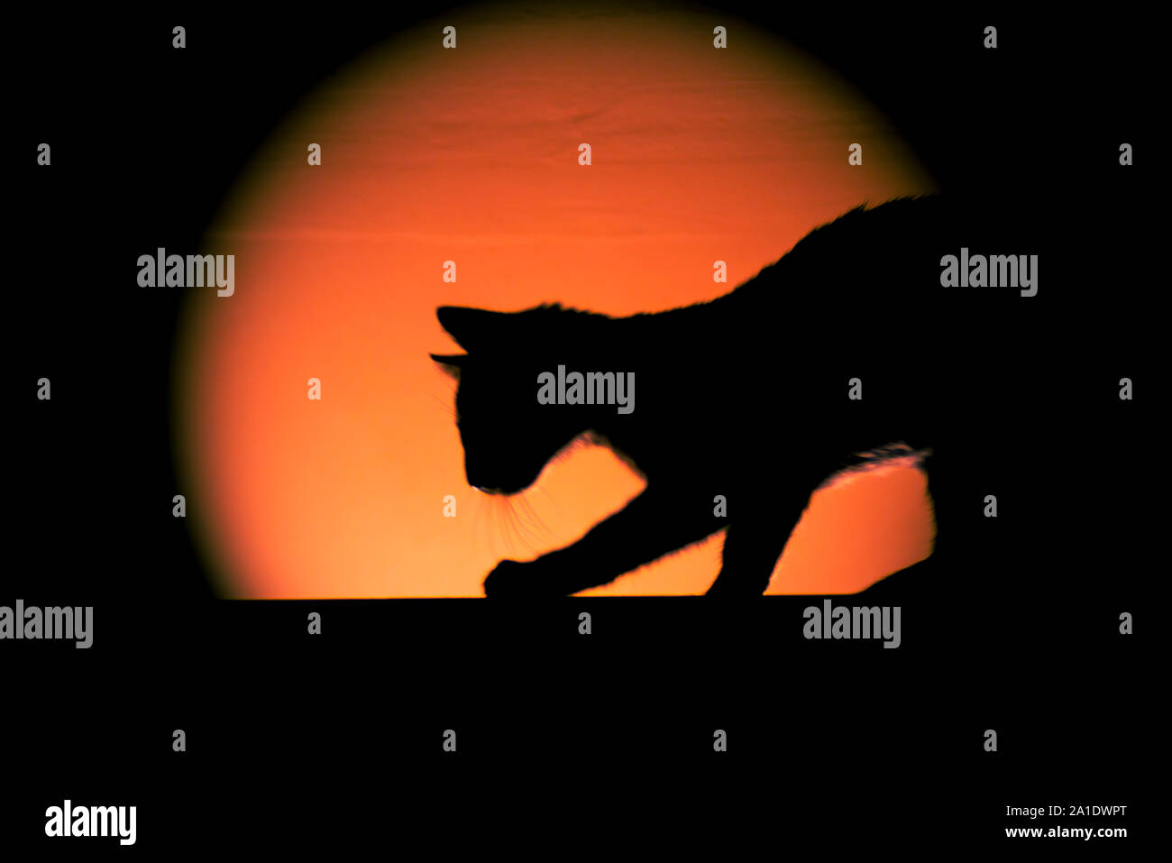 Silhouette di Halloween gattino Foto Stock