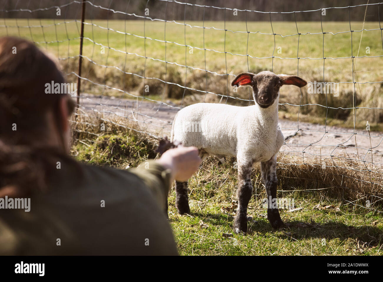 Donna adescando un simpatico agnello, concetto di agricoltura animale o la fattoria degli animali Foto Stock