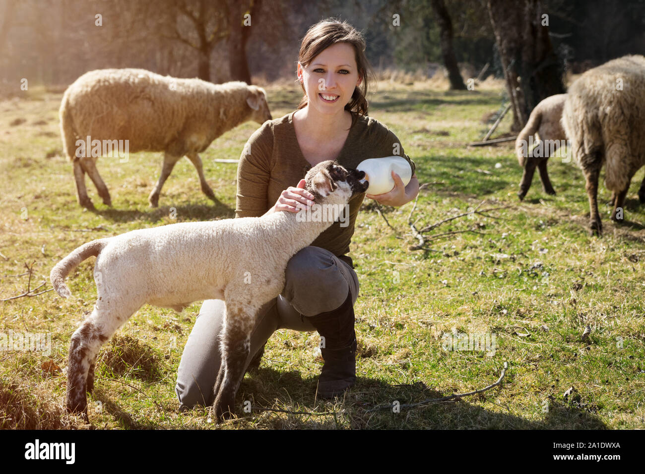 La donna è la alimentazione di un agnello con bottiglia di latte, il concetto di benessere animale e di allevamento Foto Stock