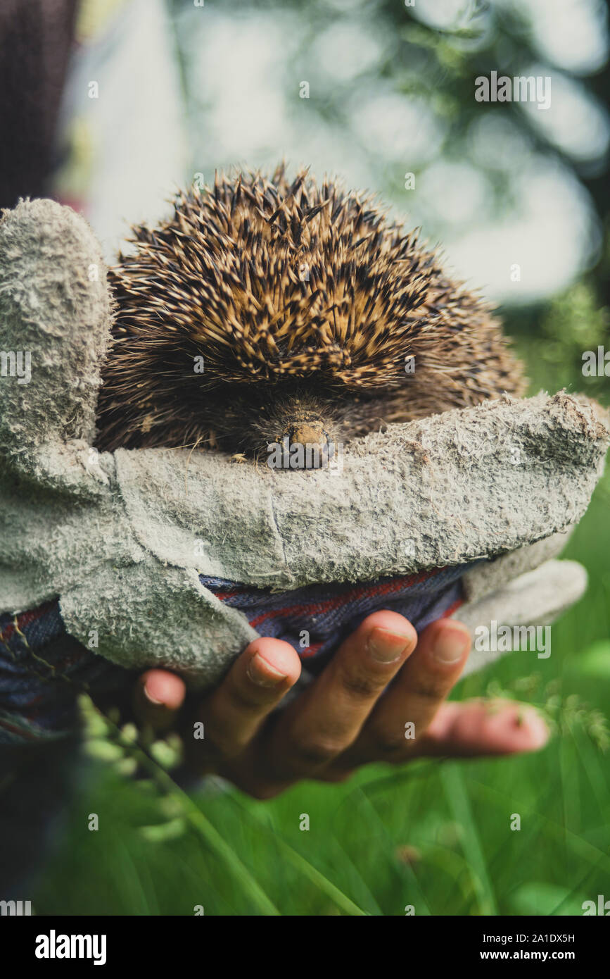 Foresta europea riccio in mani con guanti Foto Stock