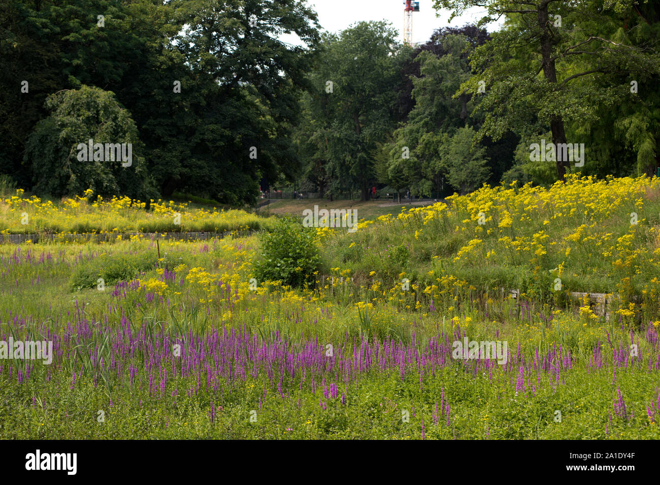 Anversa, Fiandre, Belgio - Estate fiori selvatici in fiore in zone umide situato nel Stadspark. Foto Stock