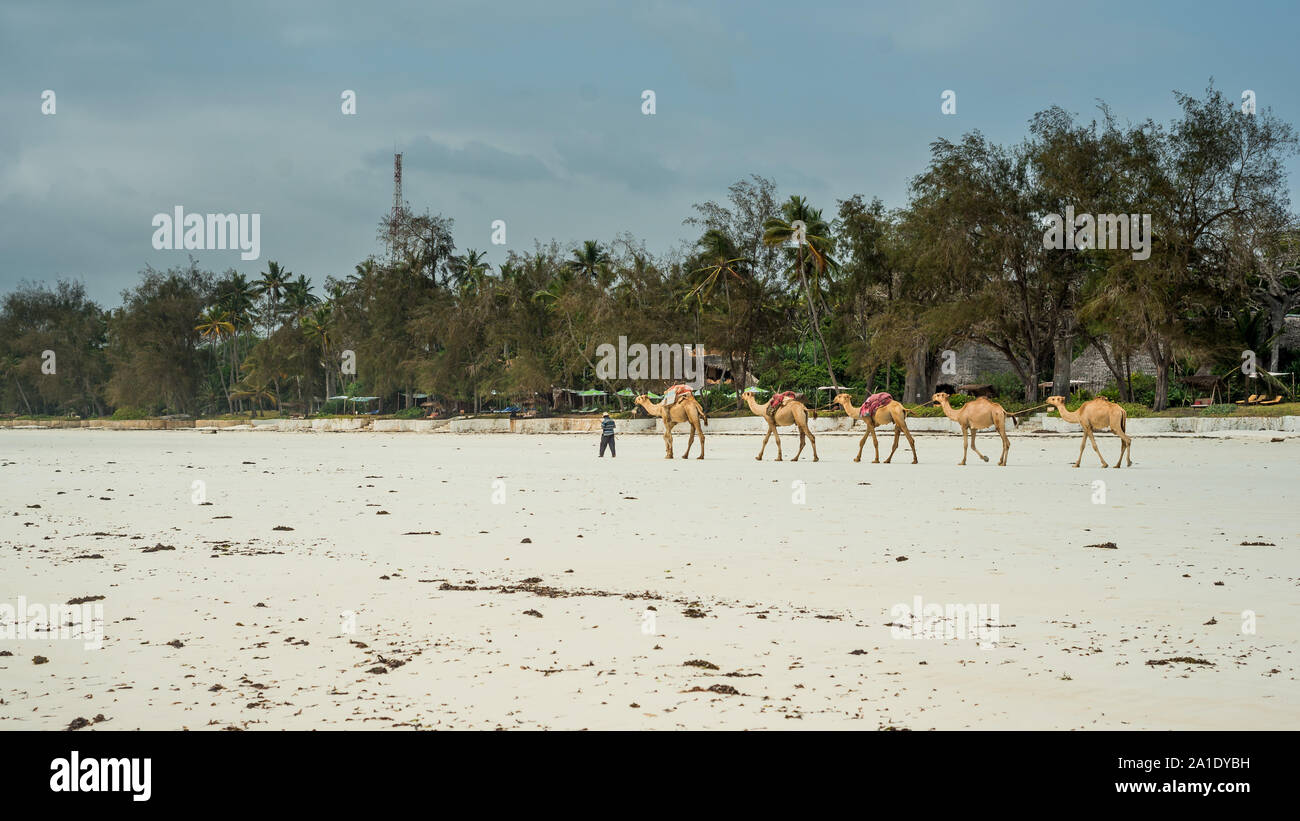 Camel a piedi sulla spiaggia di Diani Beach Foto Stock