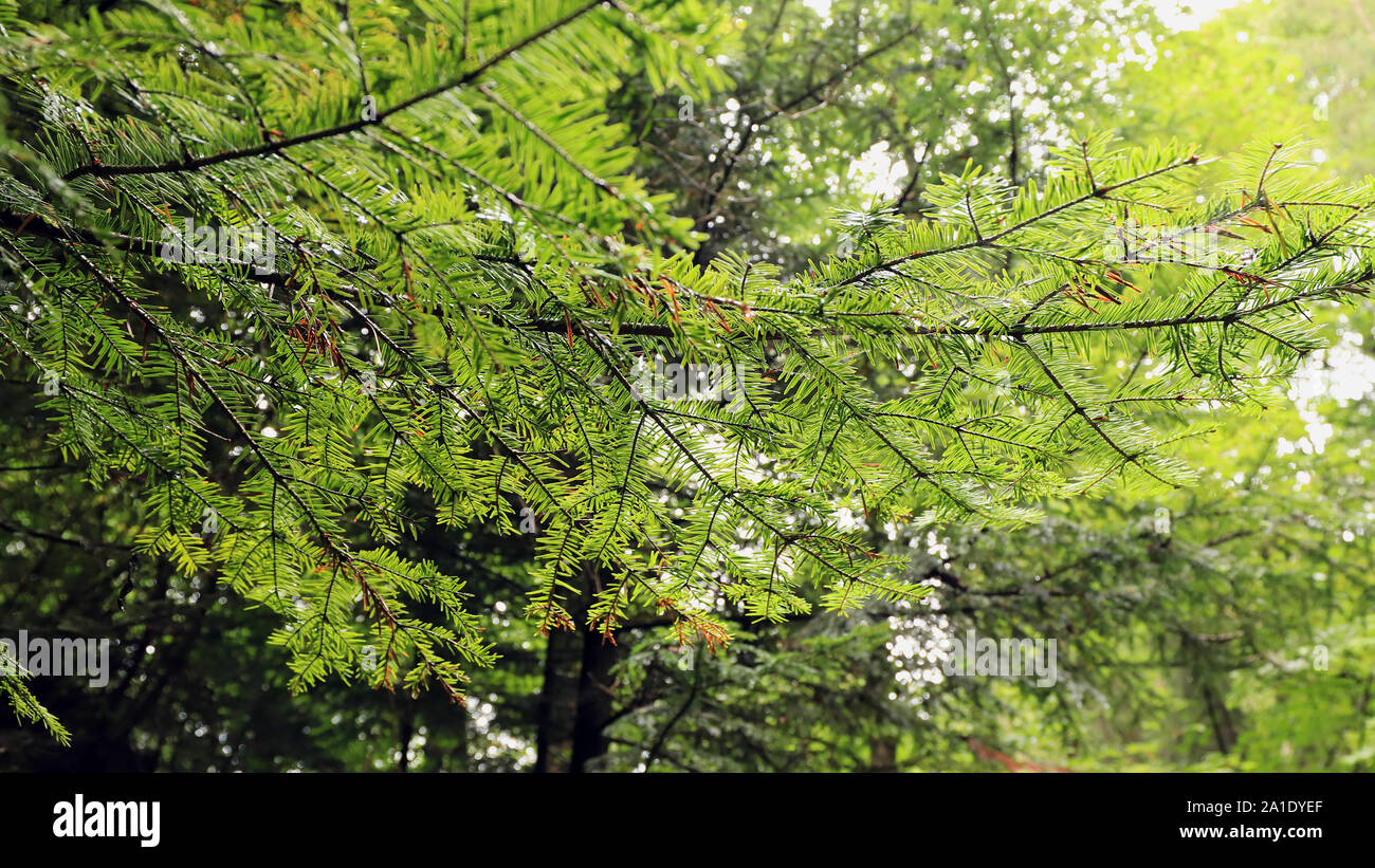 Fresco verde rami di un giovane abete Foto Stock