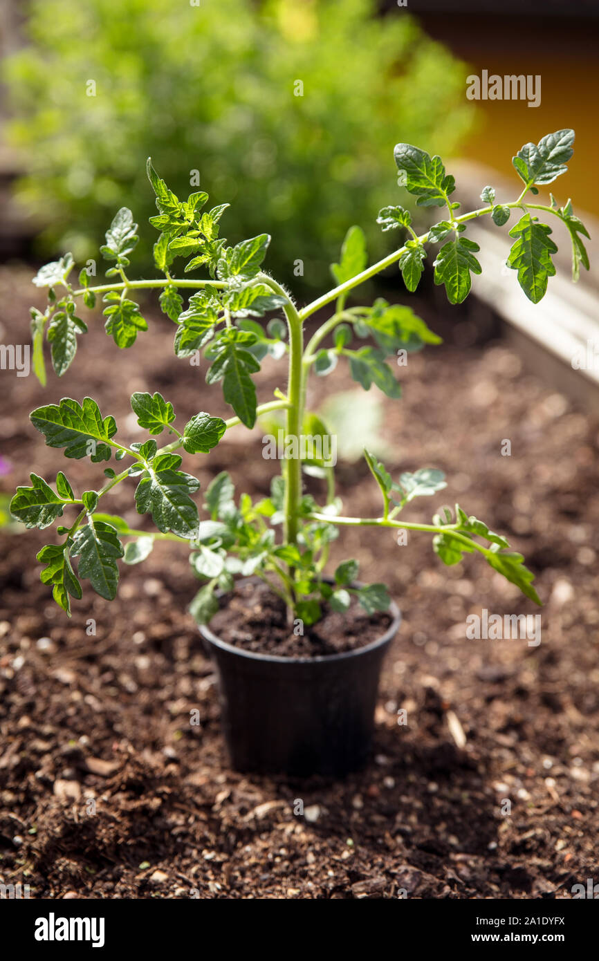 Giovani pianta di pomodoro in giardino, pronto a crescere nel terreno Foto Stock