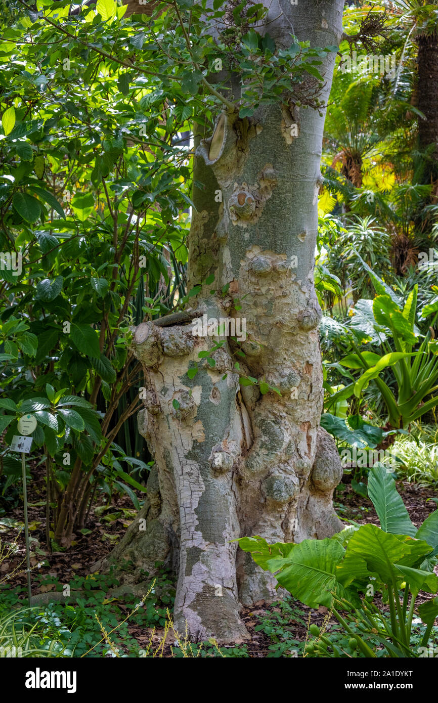 Differenti tipi di piante in un giardino a Tenerife Foto Stock