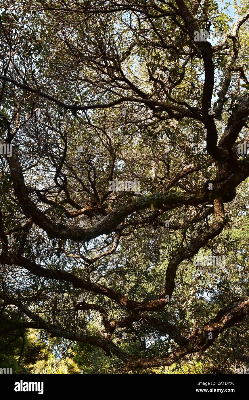 Treetops densa di nativo alberi Pohutukawa limitando in modo significativo la quantità di luce. Foto Stock