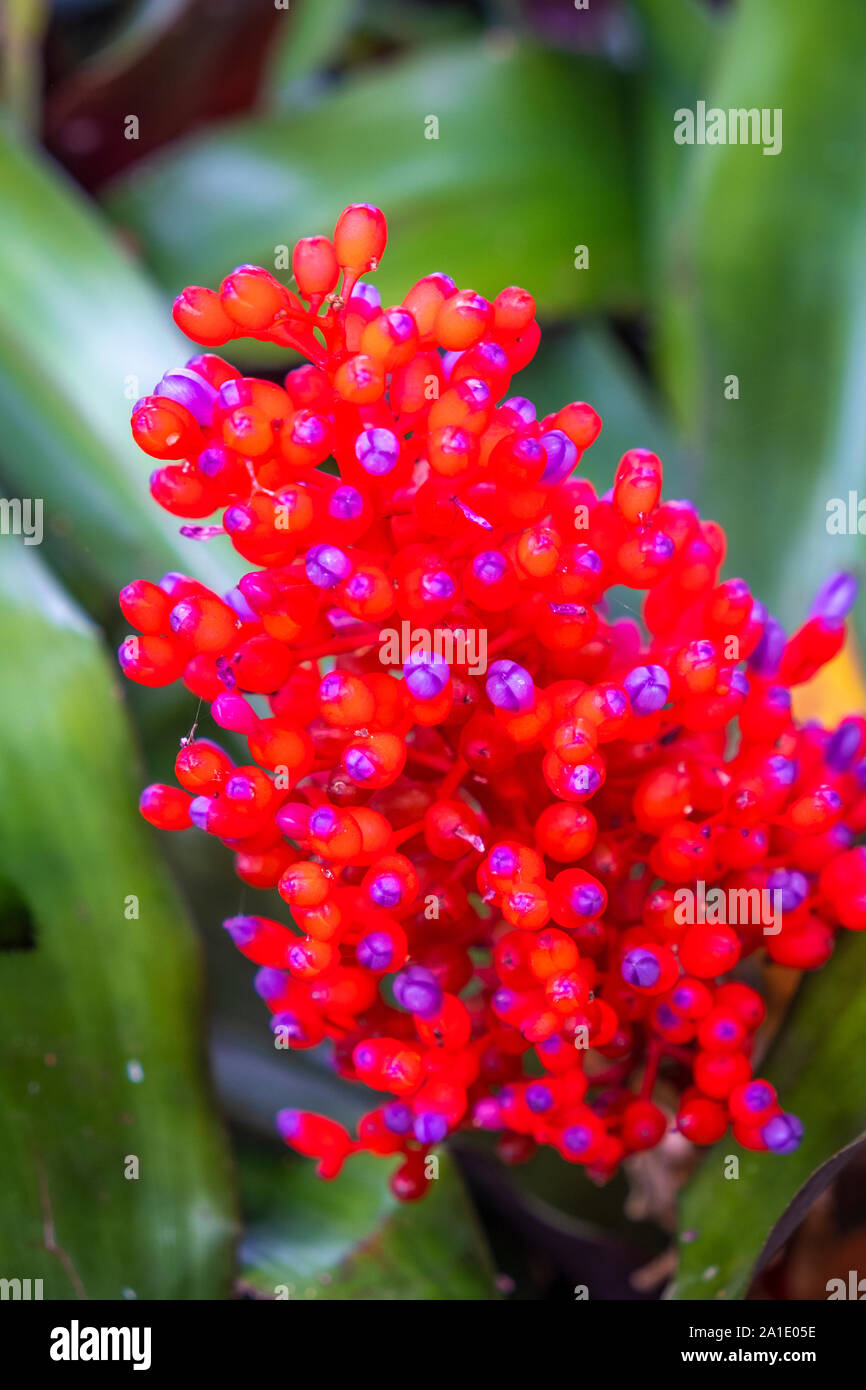 Differenti tipi di piante in un giardino a Tenerife Foto Stock