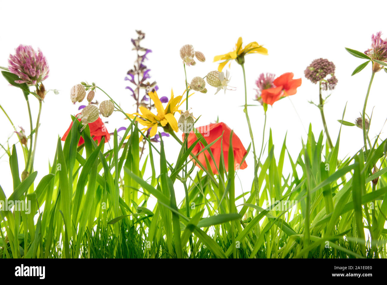 Fiore bellissimo prato per le farfalle e altri insetti, sfondo bianco Foto Stock