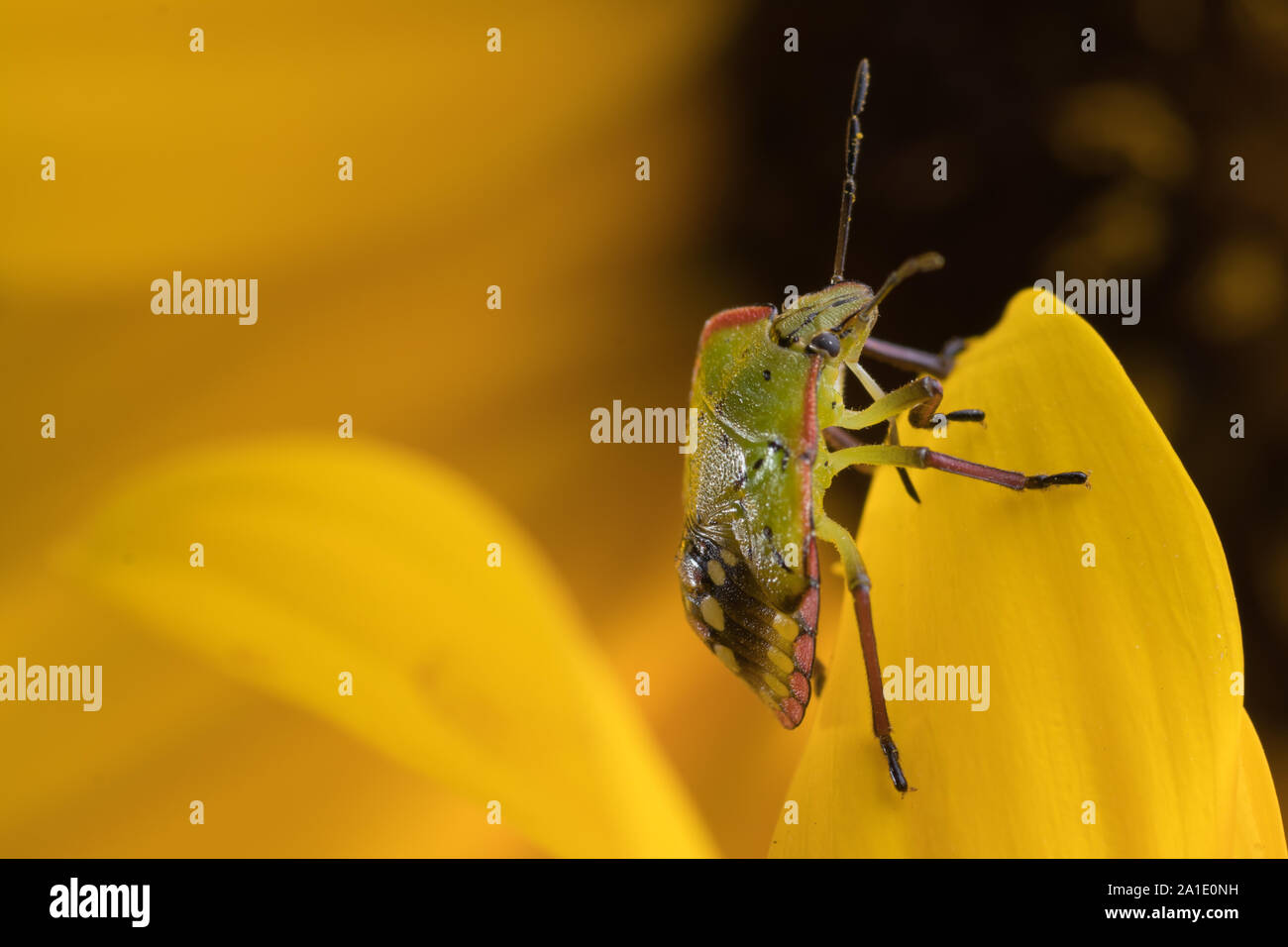 Nezara viridula bug o southern green stink bug su un girasole. Un estremo dettaglio di un fetore bug. Foto Stock