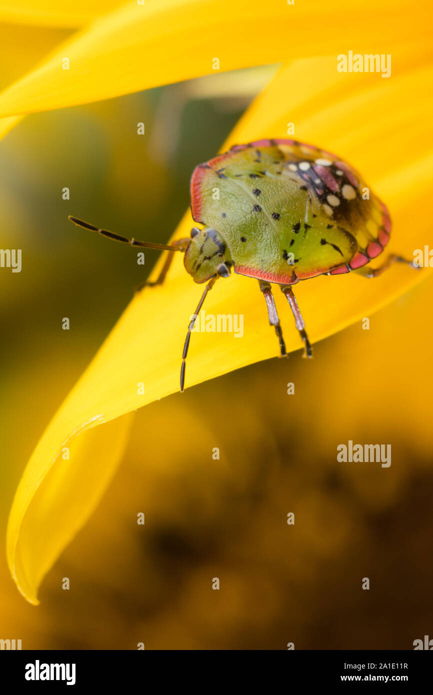 Nezara viridula bug o southern green stink bug su un girasole. Un estremo dettaglio di un fetore bug. Foto Stock
