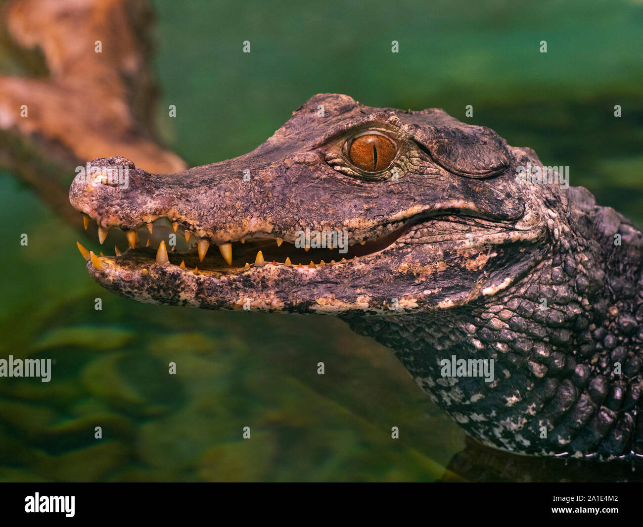 Cuvier del caimano nana Paleosuchus palpebrosus Foto Stock