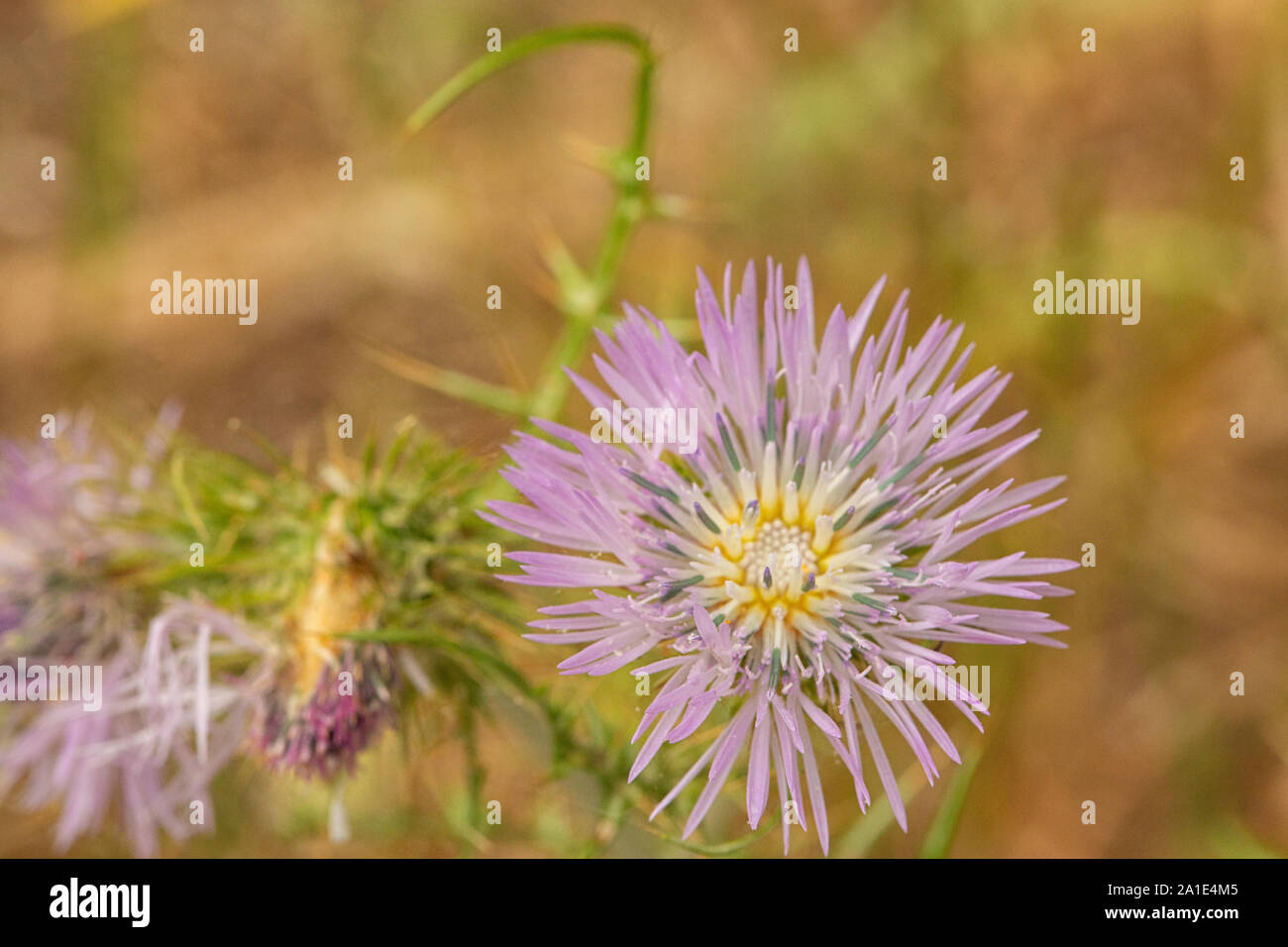 Viola, cardo mariano, Galactites tomentosa in fiore. Foto Stock