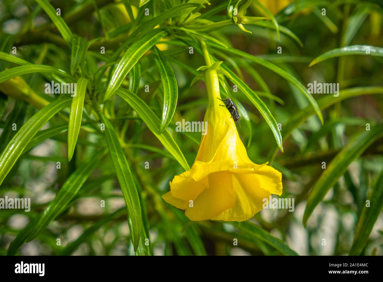 Differenti tipi di piante in un giardino a Tenerife Foto Stock