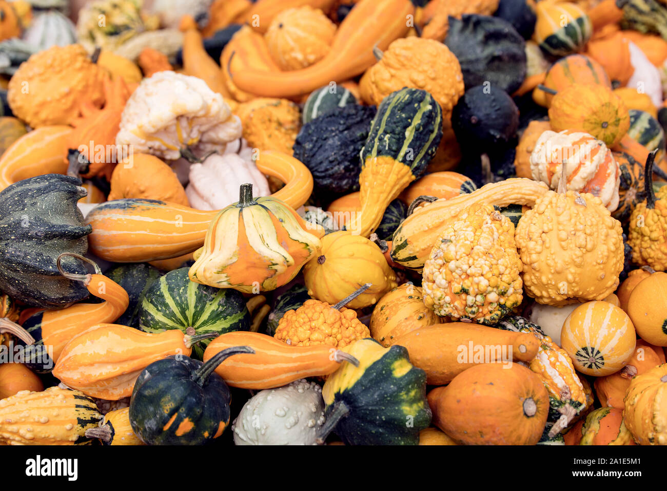 Viele kleine Zierkürbisse oder Dekokürbisse, Hintergrund für Dekoration im Herbst Foto Stock