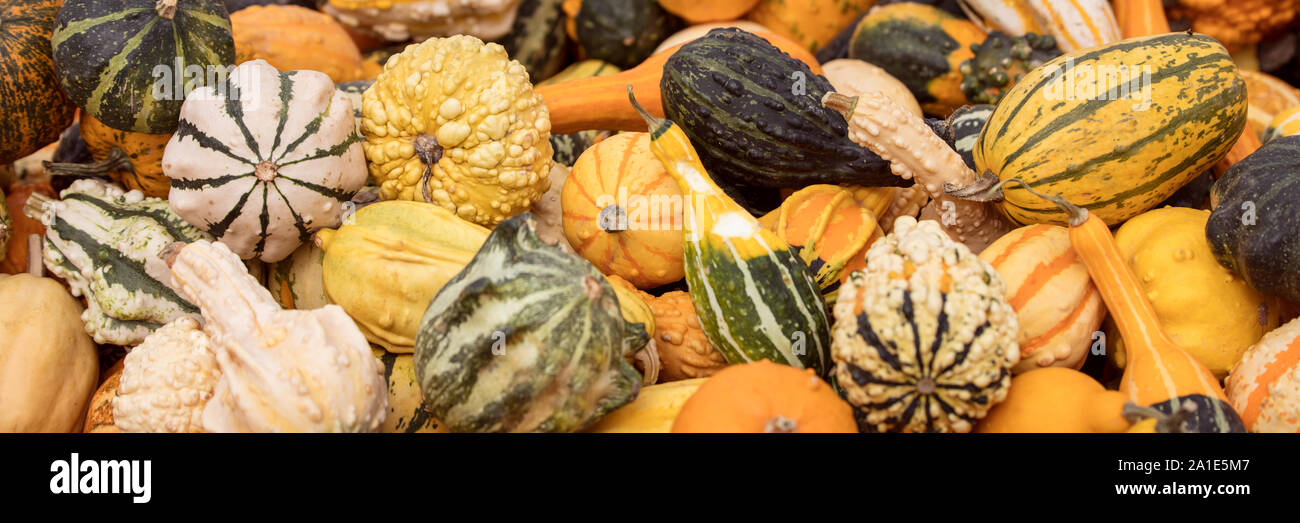 La testata mit vielen kleinen Zierkürbissen für Dekoration im Herbst Foto Stock