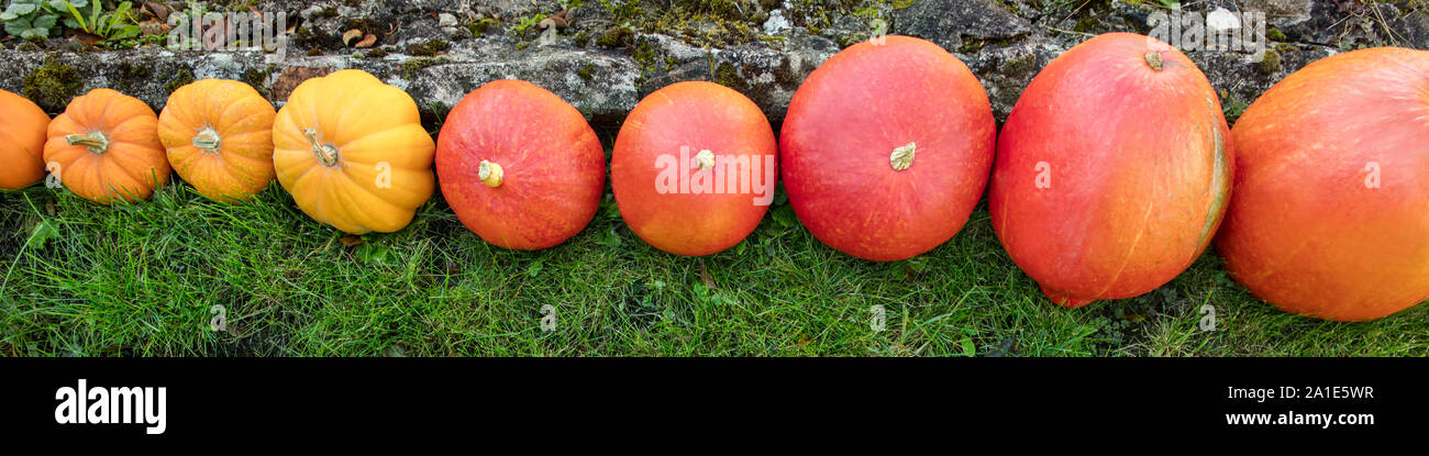 Topview, diversi tipi di zucche in una fila, verdure e mercato d'autunno Foto Stock