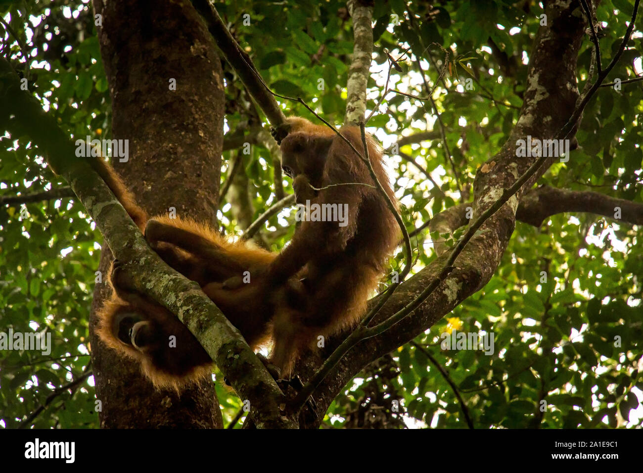 Orangutan fare l'amore ad alta nella struttura ad albero Foto Stock