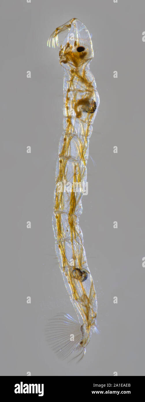 Fantoccio moscerino larva, Chaoborus sp., illuminazione a campo chiaro Foto Stock