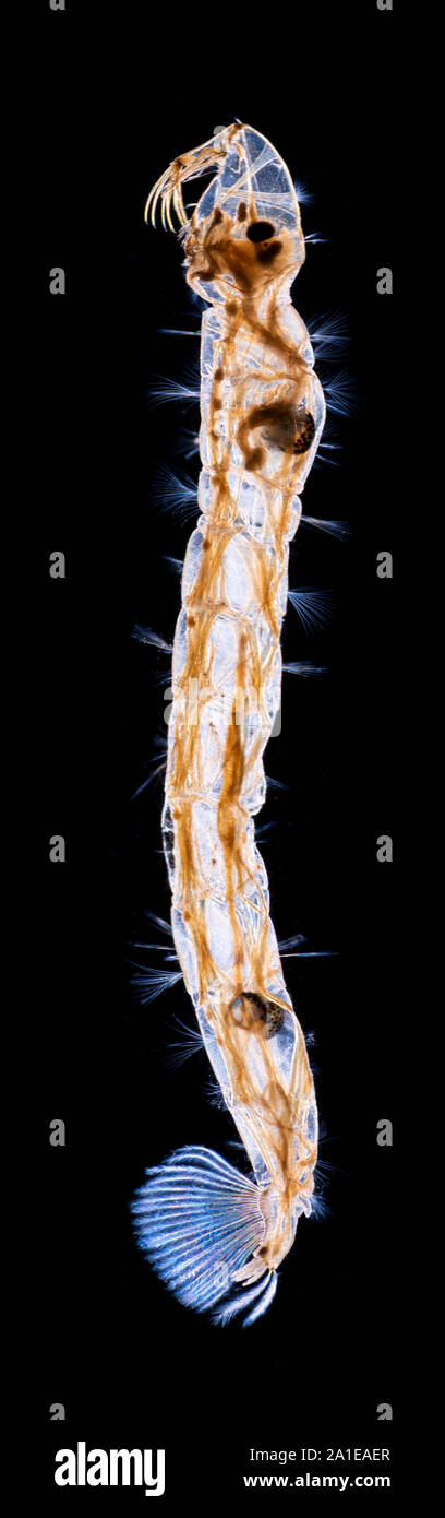 Fantoccio moscerino larva, Chaoborus, di illuminazione a campo oscuro Foto Stock