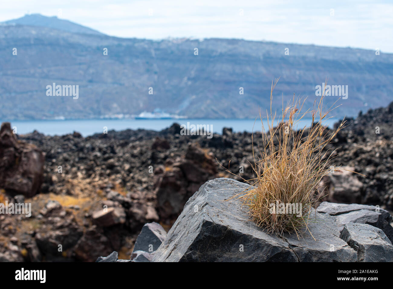 Un ciuffo di hardy erba che cresce su una roccia di basalto su Nea Kameni isola vulcanica Foto Stock