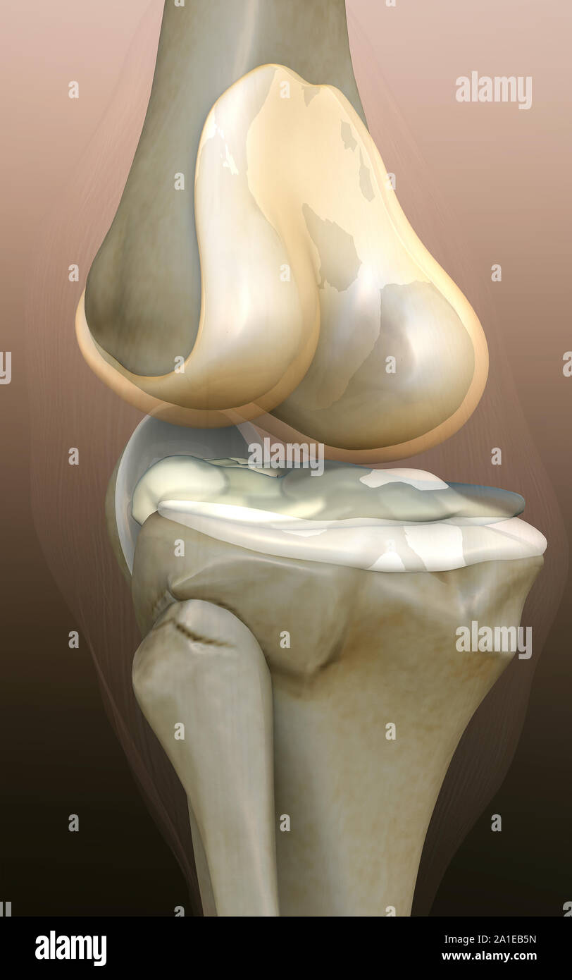 Ginocchio umano, ginocchio, rendering 3d'illustrazione del ginocchio, dolore illustrazione lato del ginocchio, ginocchio x-ray, ginocchio umano malattia Foto Stock