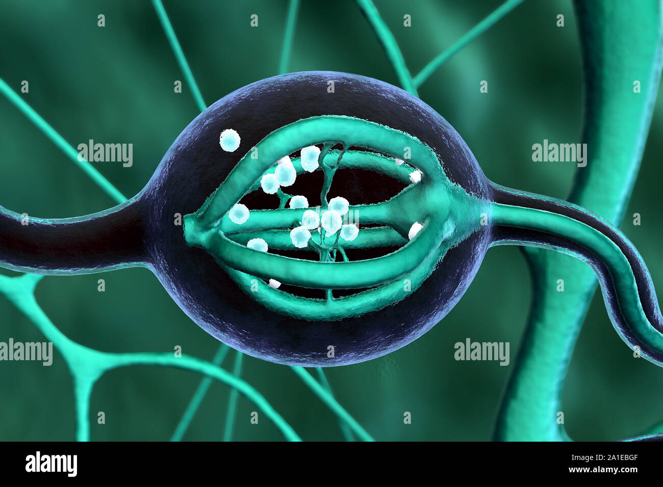 Premistoppa umana producono sdrenalin, ghiandola surrenale, la struttura interna della ghiandola surrenale, ghiandola surrenale, adrenalina nel flusso sanguigno Foto Stock