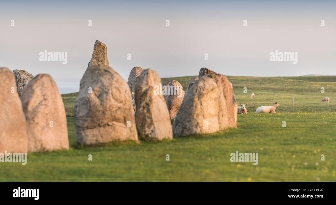 Pecore presso l'antica Ale Pietre di impostazione di nave dall'età del Ferro, Kaseberga vicino a Ystad, Skane, Svezia. La Scandinavia Foto Stock