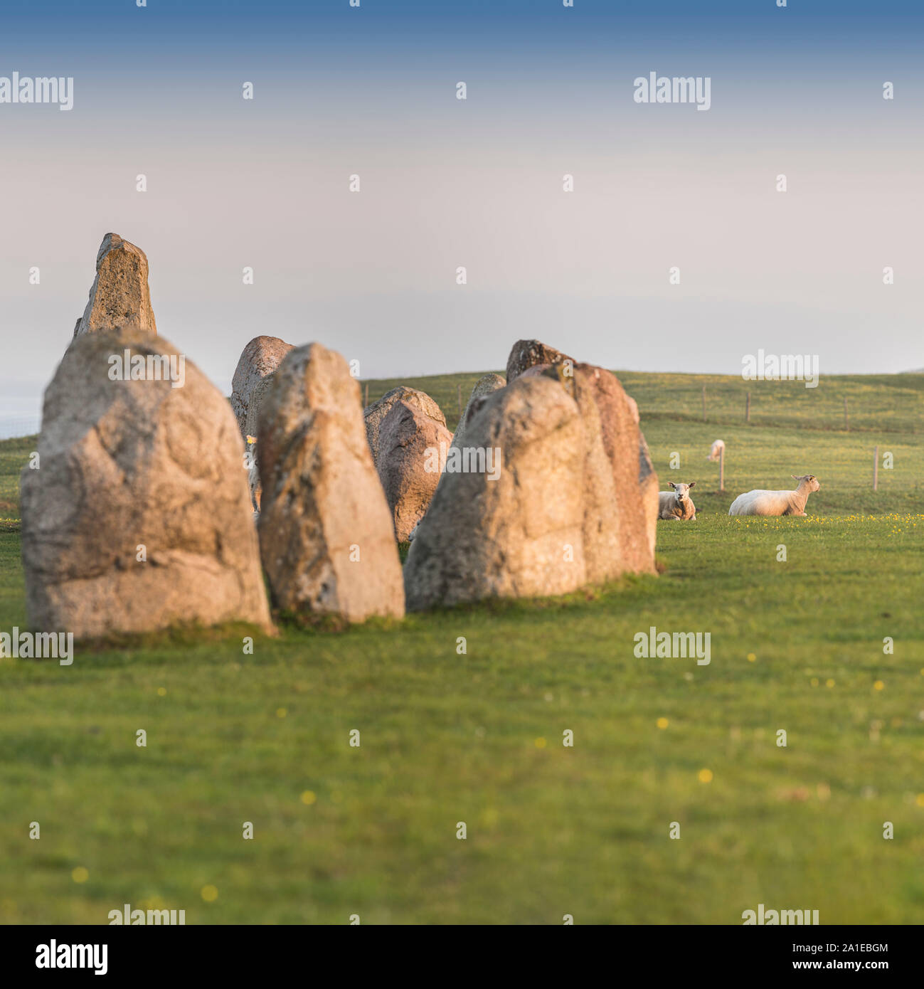 Pecore presso l'antica Ale Pietre di impostazione di nave dall'età del Ferro, Kaseberga vicino a Ystad, Skane, Svezia. La Scandinavia Foto Stock