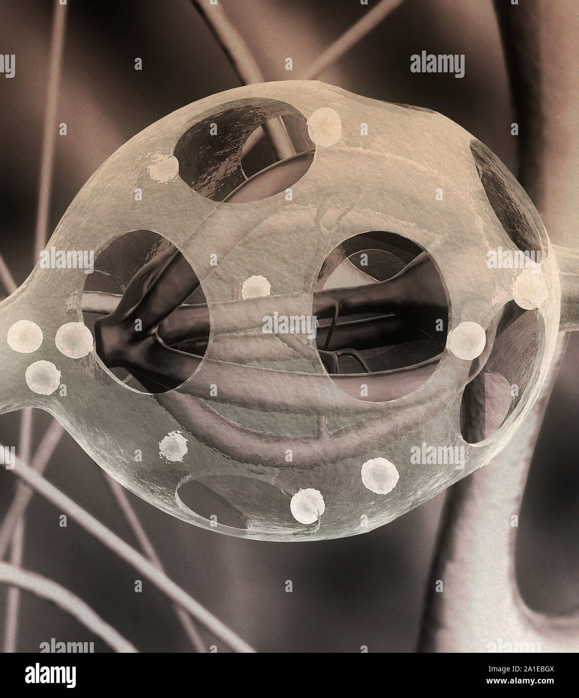 Premistoppa umana producono sdrenalin, ghiandola surrenale, la struttura interna della ghiandola surrenale, ghiandola surrenale, adrenalina nel flusso sanguigno Foto Stock