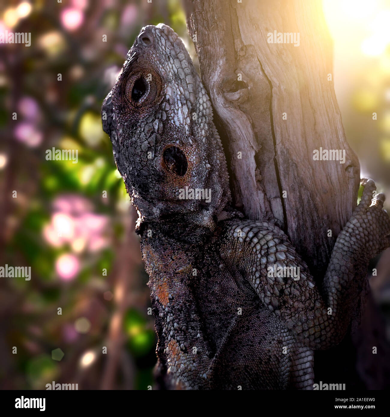Grande Lizard Hardun su un albero in un giardino. Le riprese in modalità Macro, sfondo sfocato. Foto Stock