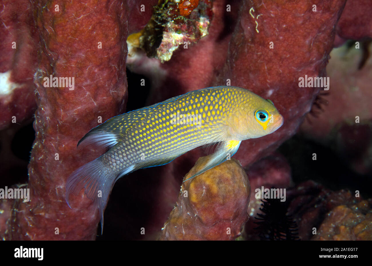 Longfin dotyback, Pseudochromis polynemus Sulawesi, Indonesia. Foto Stock
