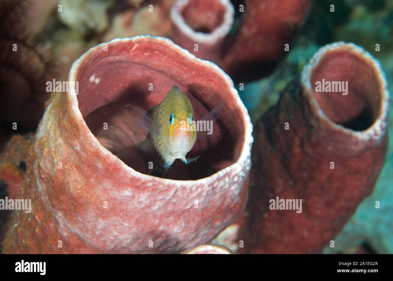 Longfin dotyback, Pseudochromis polynemus Sulawesi, Indonesia. Foto Stock