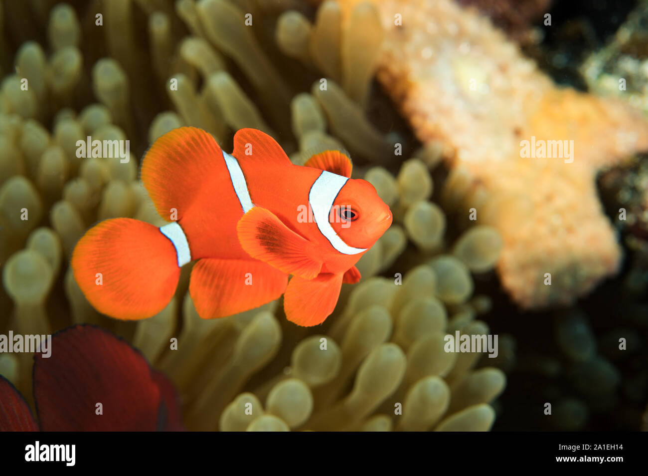 Maschio anemonefish spinecheek, Premnas Bieculatus Sulawesi, Indonesia. Foto Stock