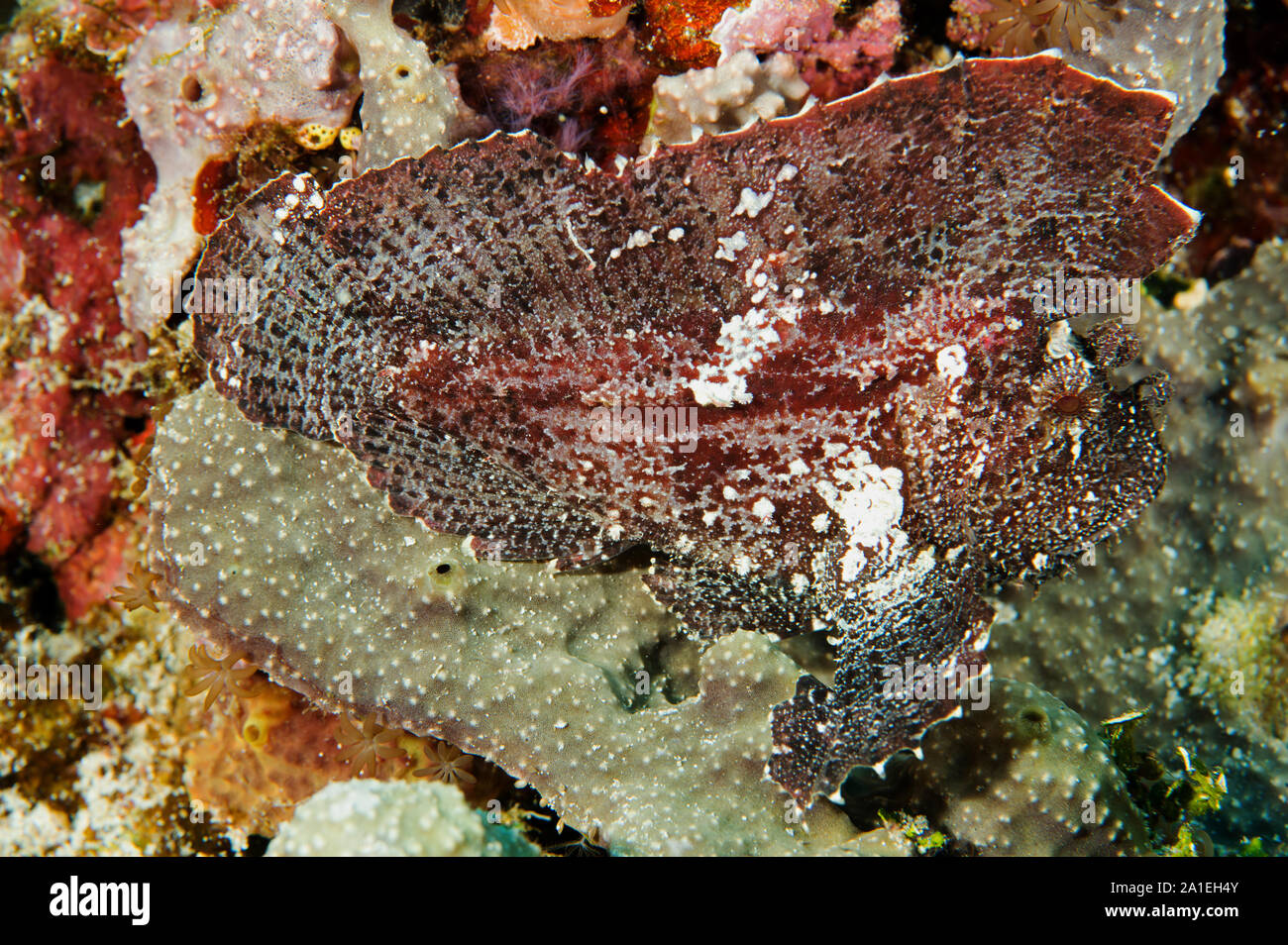 Leaf scorfani, Taenianotus triacanthus Sulawesi, Indonesia. Foto Stock