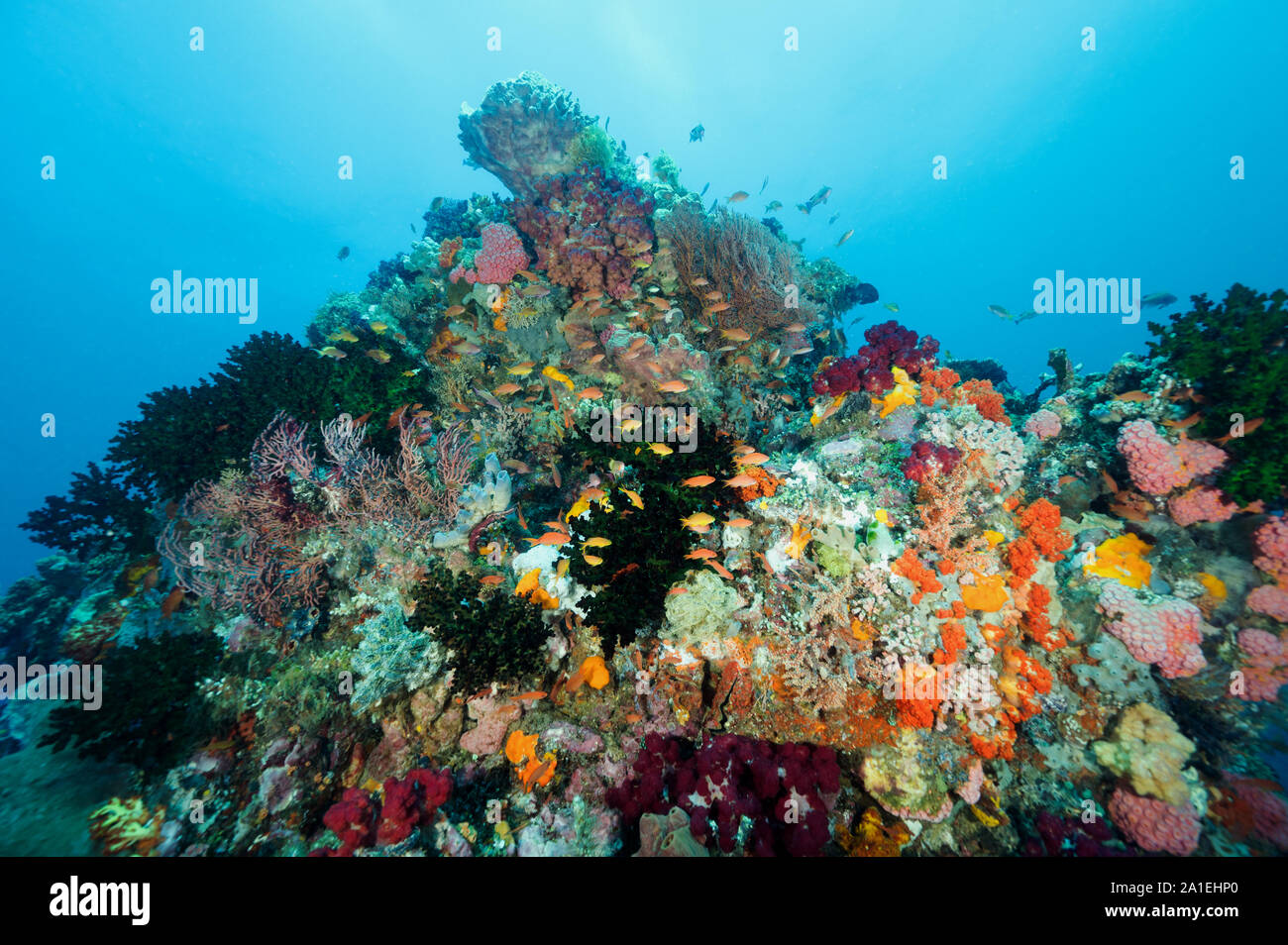 Coloratissimo reef scenic, Isola di Bangka Sulawesi Indonesia Foto Stock