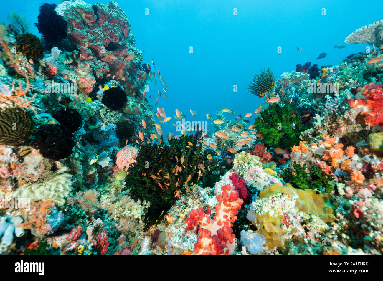Coloratissimo reef scenic, Isola di Bangka Sulawesi Indonesia Foto Stock