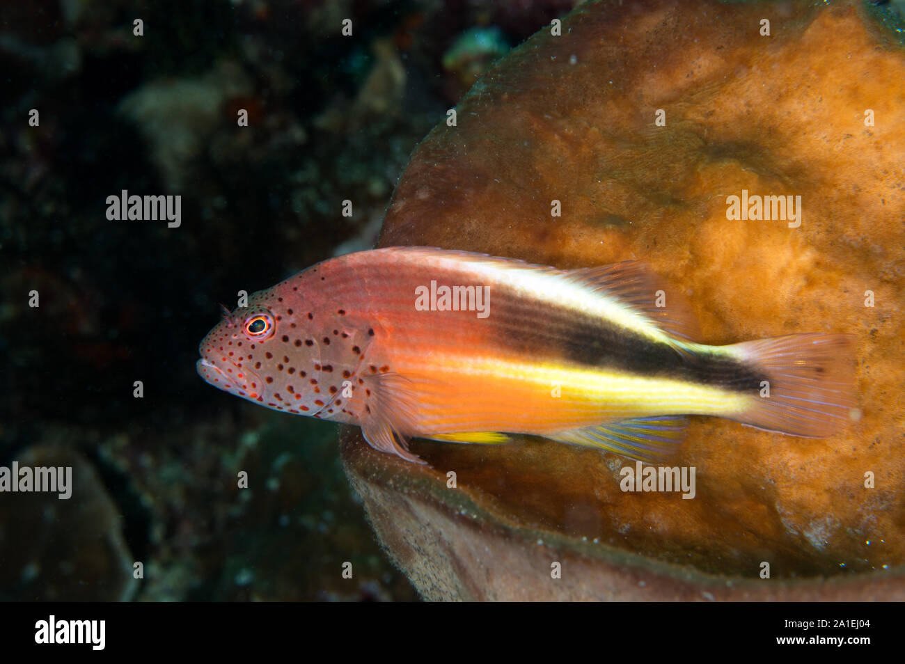 Freckled Hawkfish, Paracirrhites forsteri,Sulawesi Indonesia. Foto Stock