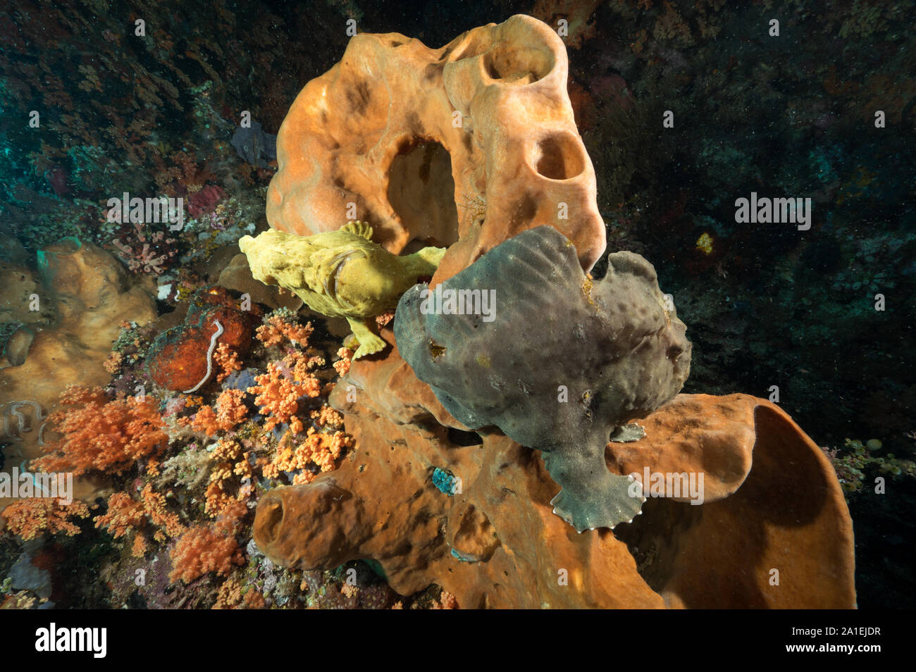 Frogfishes gigante, Antennarius commersoni, Isola di Bangka Sulawesi Indonesia. Foto Stock