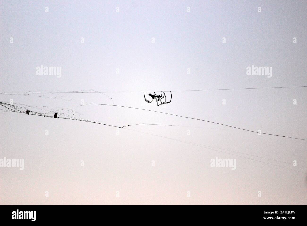 Silhouette Spider Foto Stock