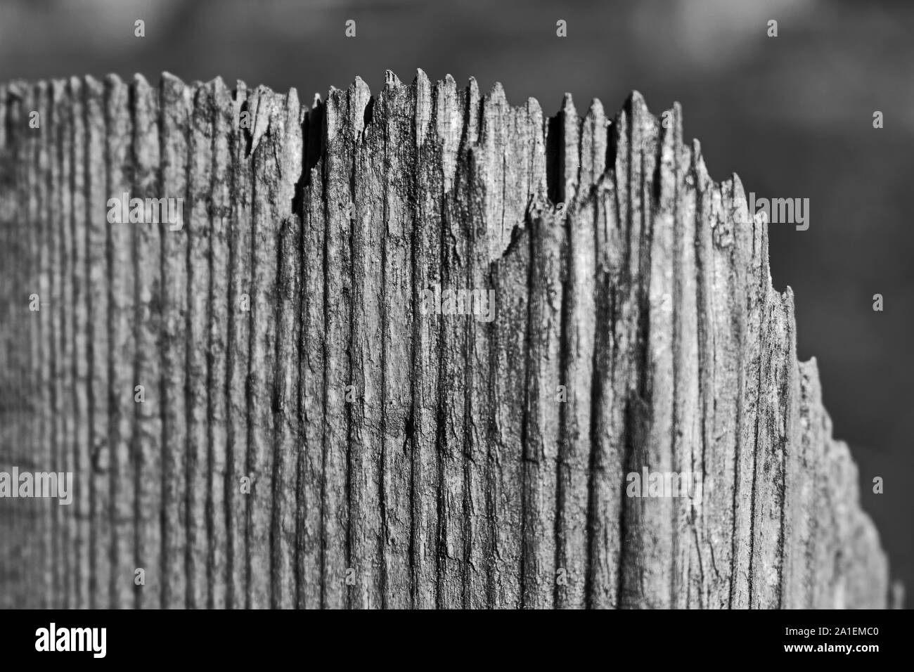 Dettaglio della parte superiore di una recinzione in legno in bianco e nero Foto Stock